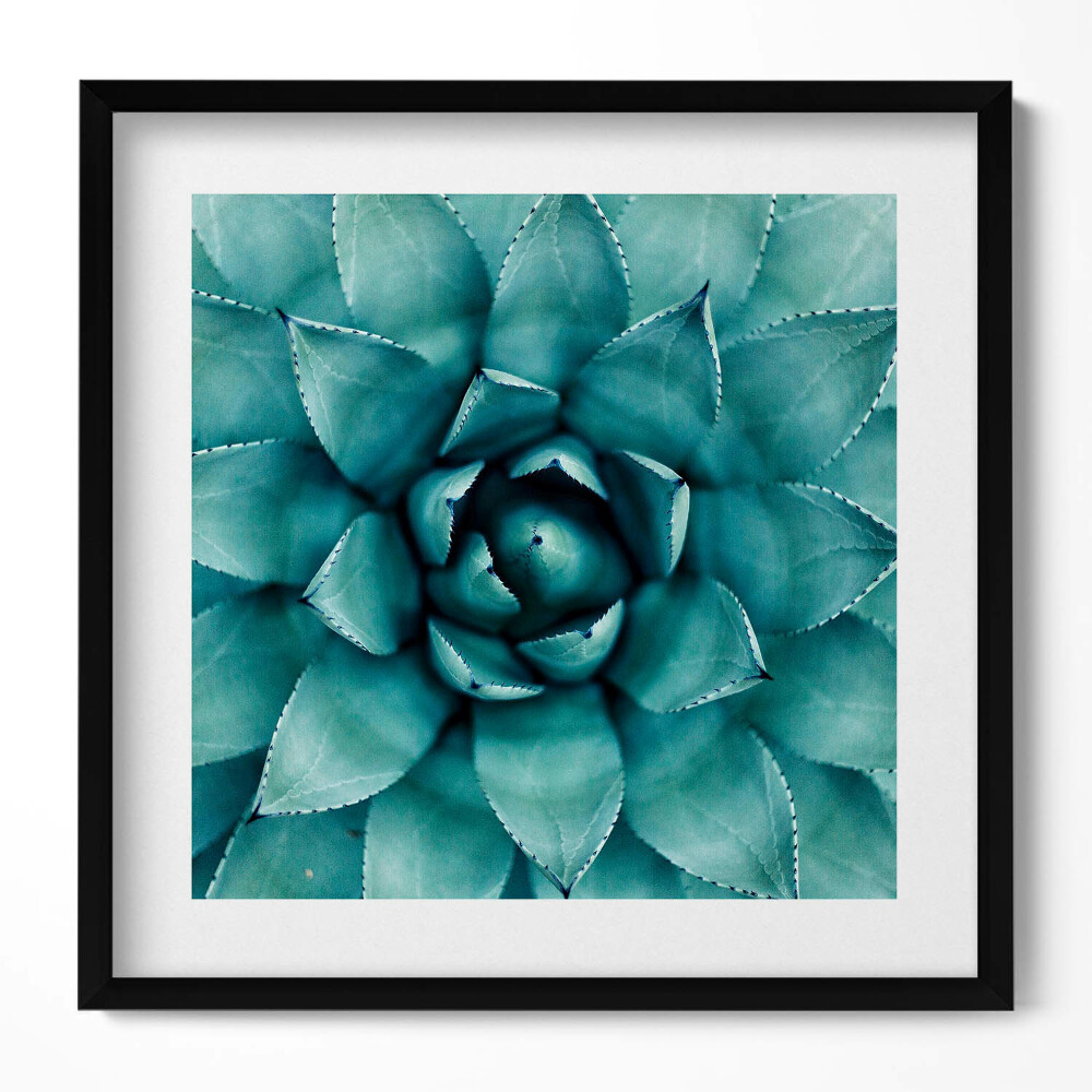 Obraz w drewnianej ramce Zielona roślina sukulent