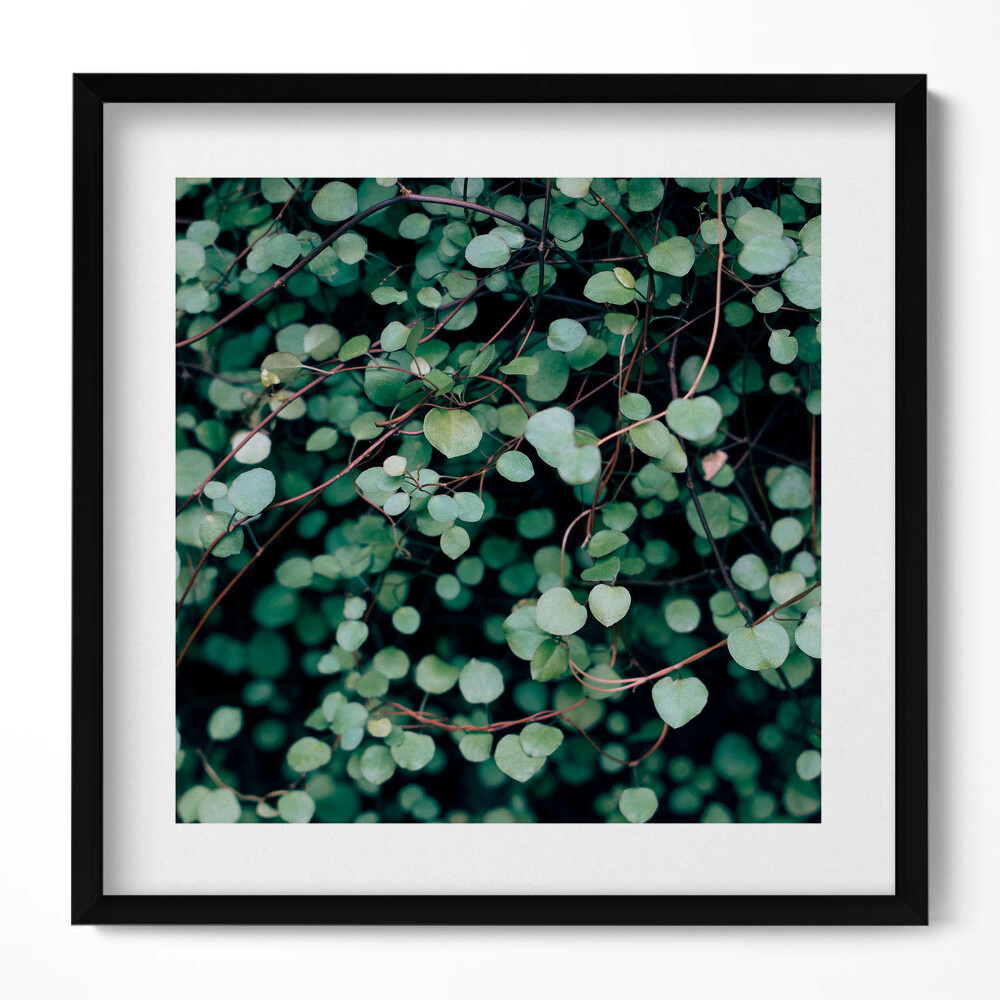 Obraz w drewnianej ramce Droble listki rośliny