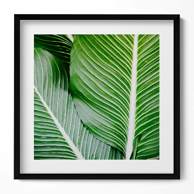 Obraz w drewnianej ramce Egzotyczne zielone liście