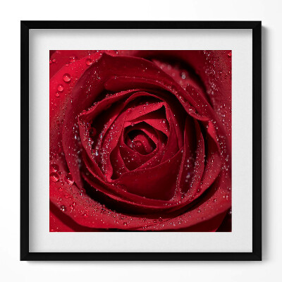 Obraz w drewnianej ramce Zbliżenie na czerwoną róże w rosie