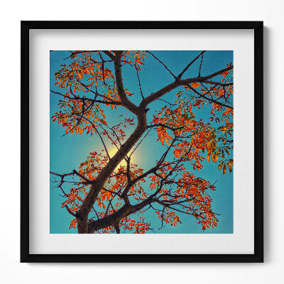 Obraz w drewnianej ramce Jesienne drzewo i słońce