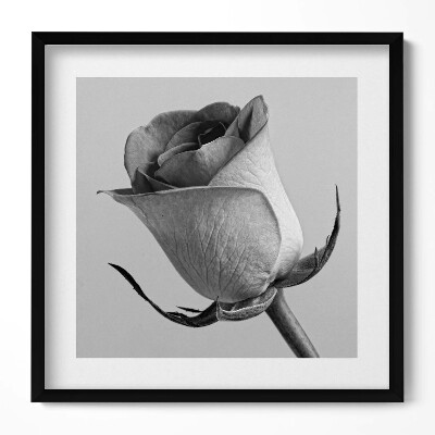 Obraz w drewnianej ramce Szara drobna róża kwiat