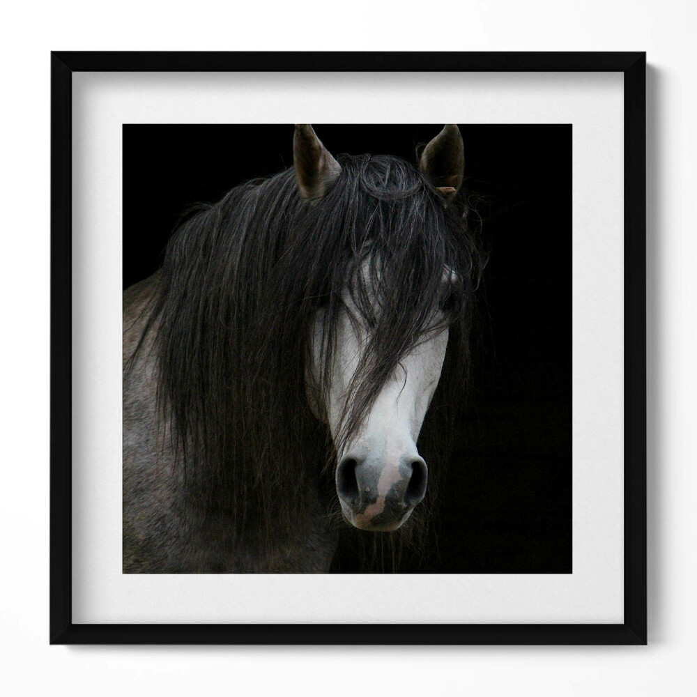 Obraz w drewnianej ramce Głowa szarego konia rumaka