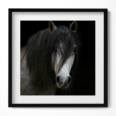 Obraz w drewnianej ramce Głowa szarego konia rumaka