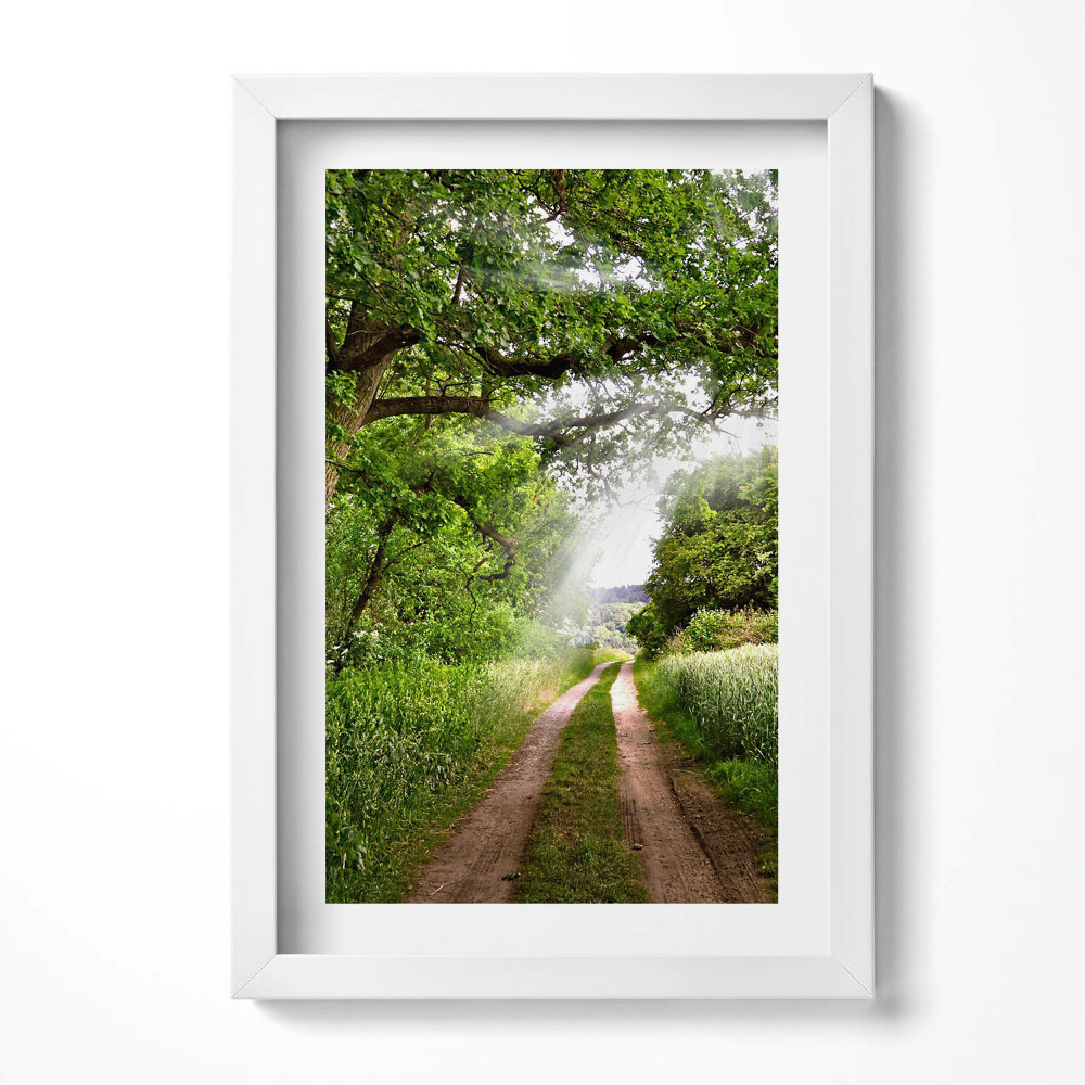 Obraz w ramie Ścieżka, drzewa i promienie słońca