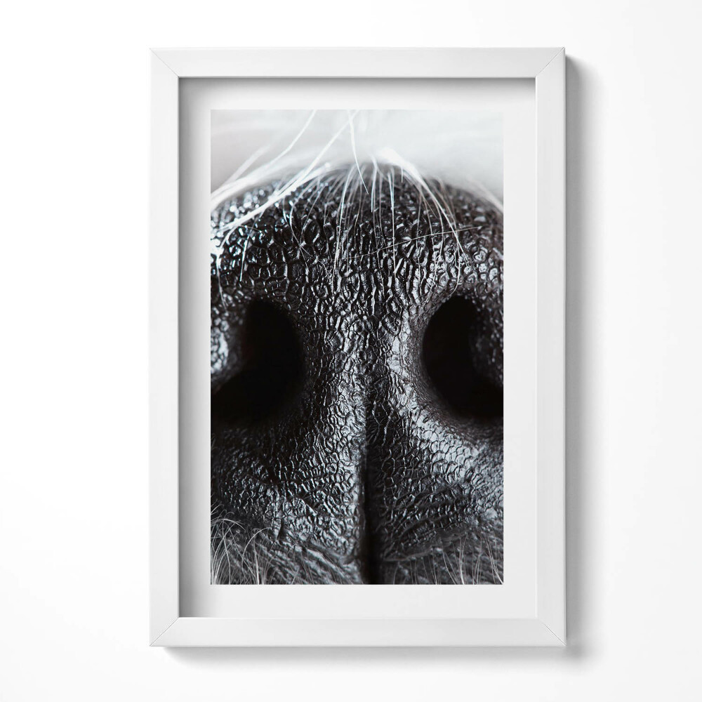 Obraz w ramie Zbliżenie na zwierzęcy nos