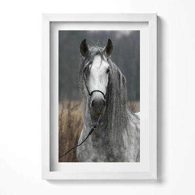 Obraz w ramie Biały koń rumak