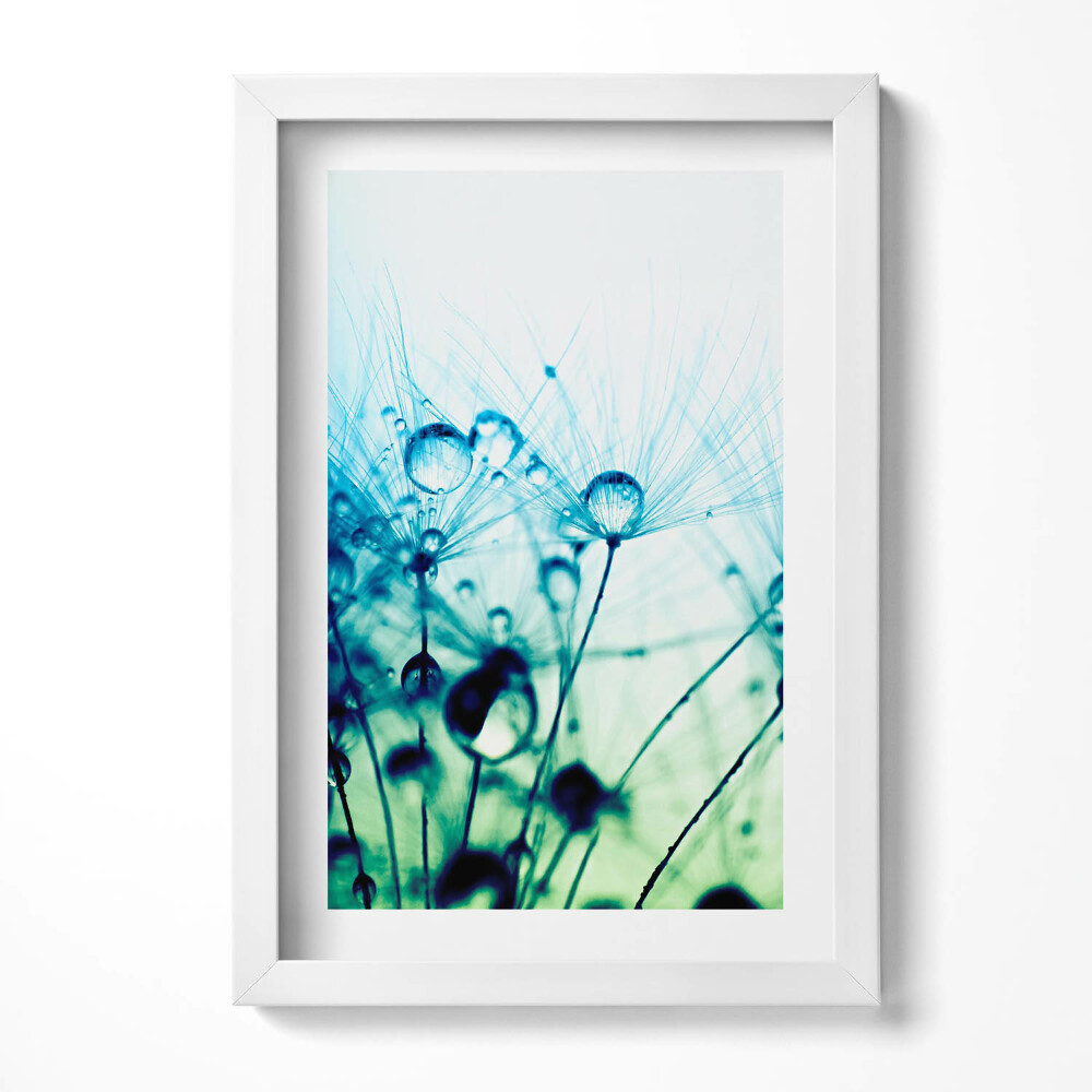 Obraz w ramie Krople rosy na dmuchawcach