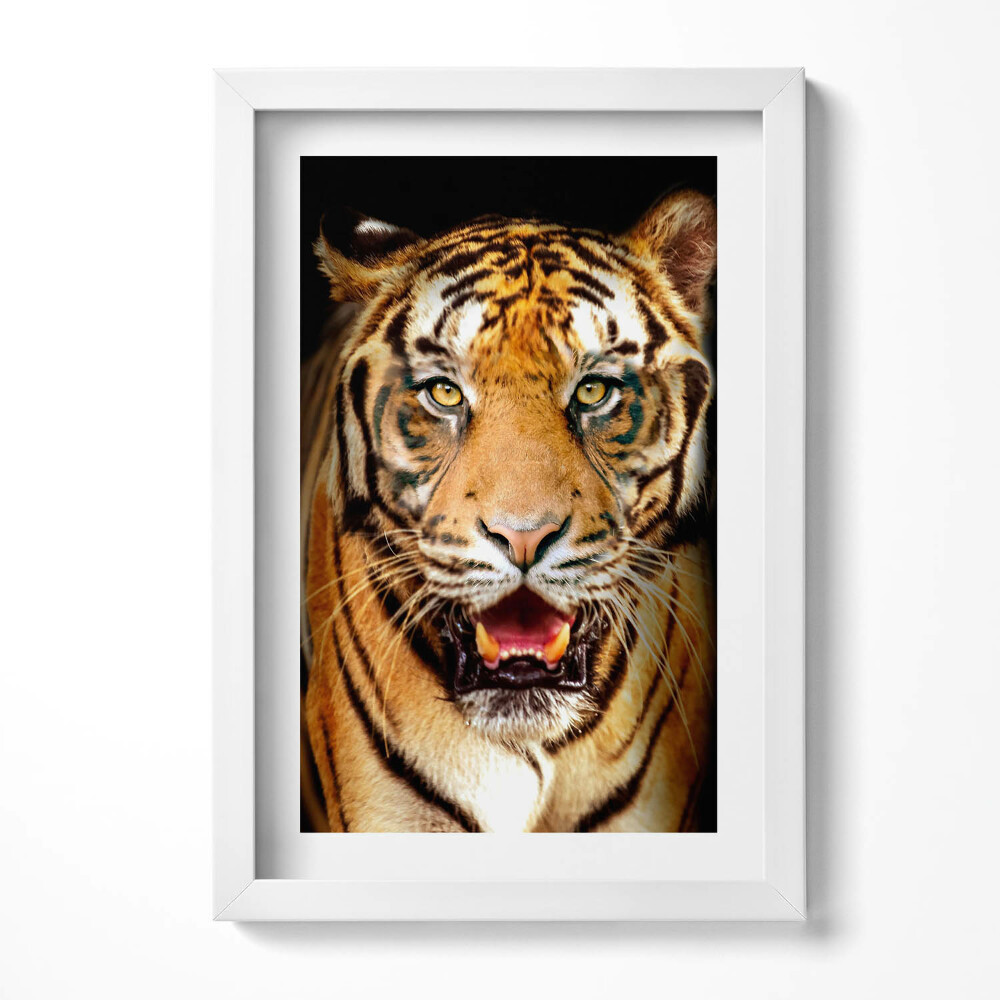 Obraz w ramie Wyrazisty dziki kot tygrys