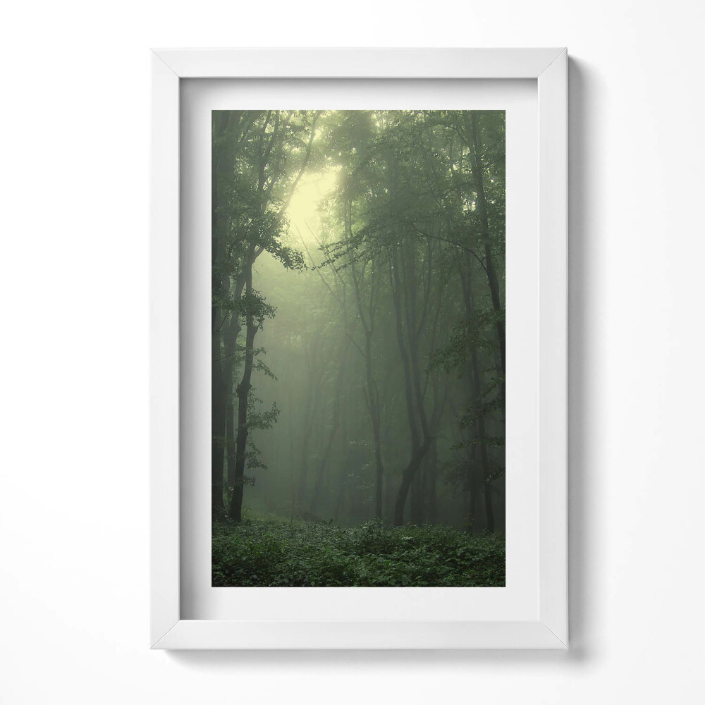 Obraz w ramie Mglisty las o poranku