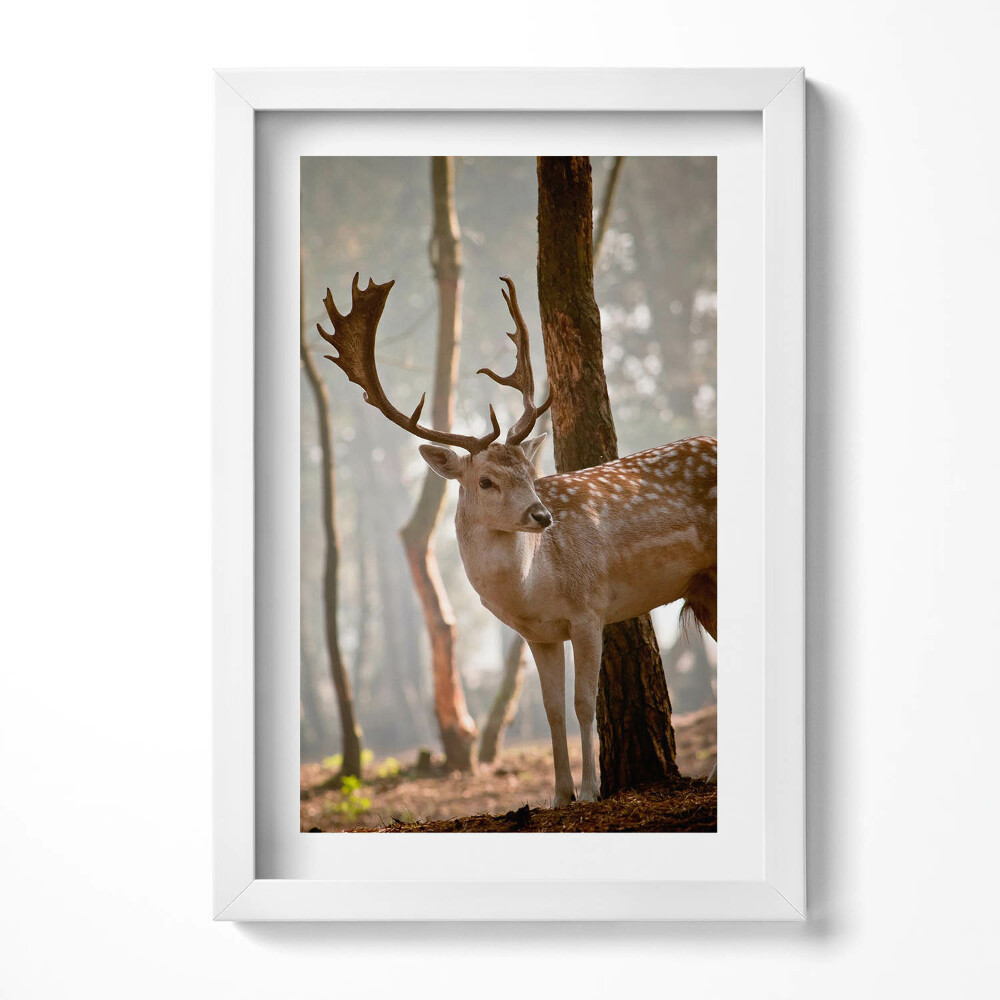 Obraz w ramie Jeleń w blasku wschodzącego słońca