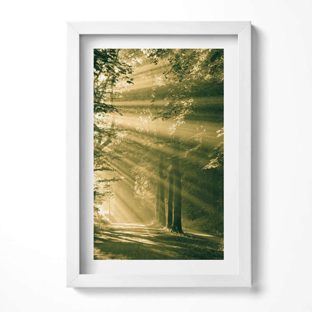 Obraz w ramie Promienie słoneczne w lesie