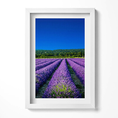Obraz w ramie Pole lawendy w Prowansji