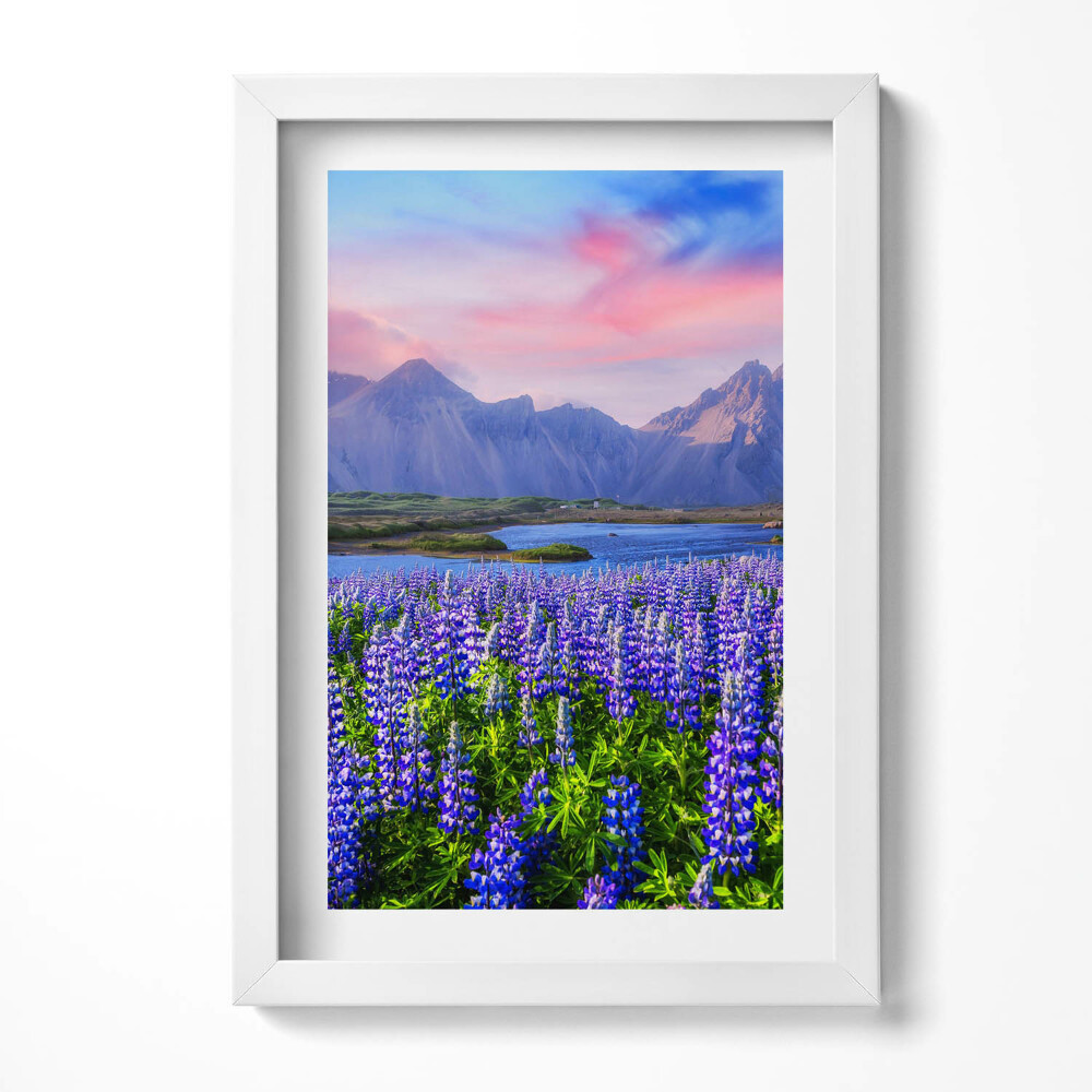 Obraz w ramie Pola lawendowe - Islandia