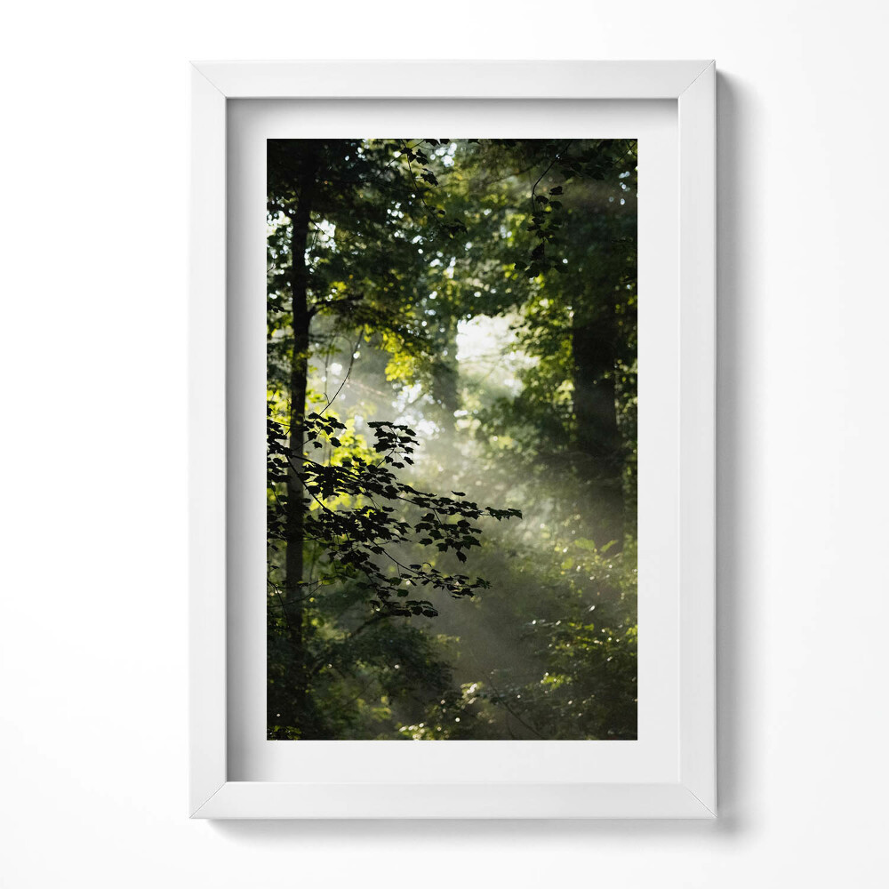 Obraz w ramie Promienie słońca i drzewa