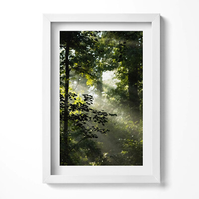 Obraz w ramie Promienie słońca i drzewa