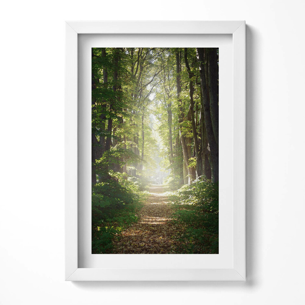 Obraz w ramie Leśna droga wśród drzew