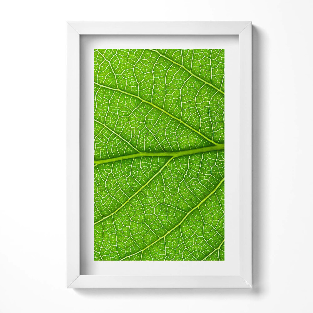 Obraz w ramie Żyłki zielonego liścia