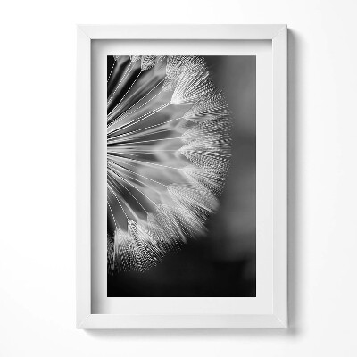 Obraz w ramie Czarno-białe zbliżenie na dmuchawiec