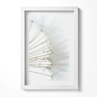 Obraz w ramie Białe dmuchawce