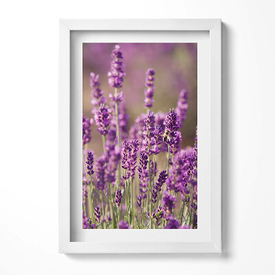 Obraz w ramie Łąka kwiatów lawendy