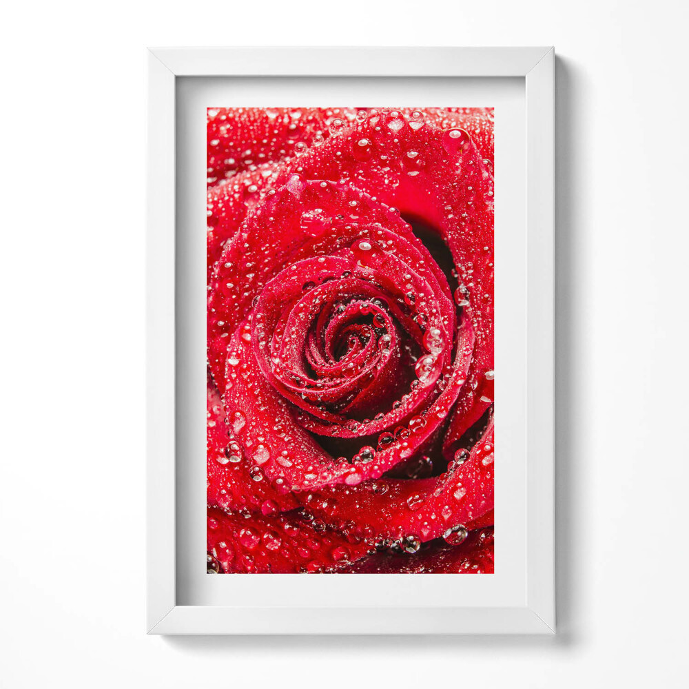 Obraz w ramie Rosa na płatkach czerwonej róży