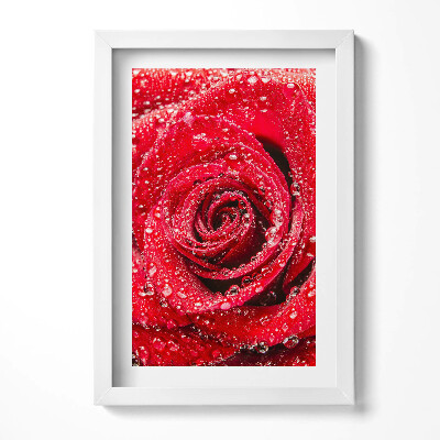 Obraz w ramie Rosa na płatkach czerwonej róży