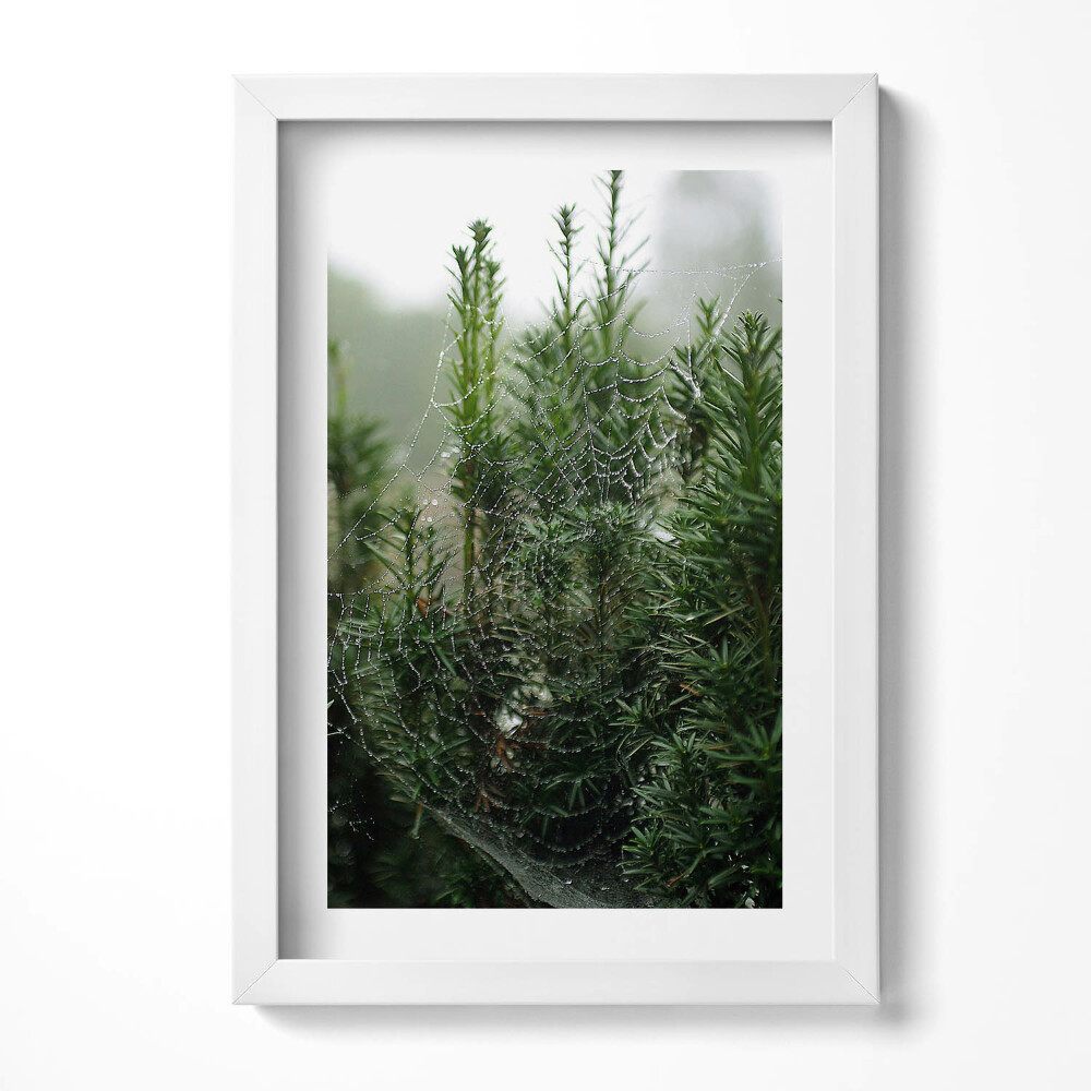 Obraz w ramie Pajęczyna z rosą na drzewie