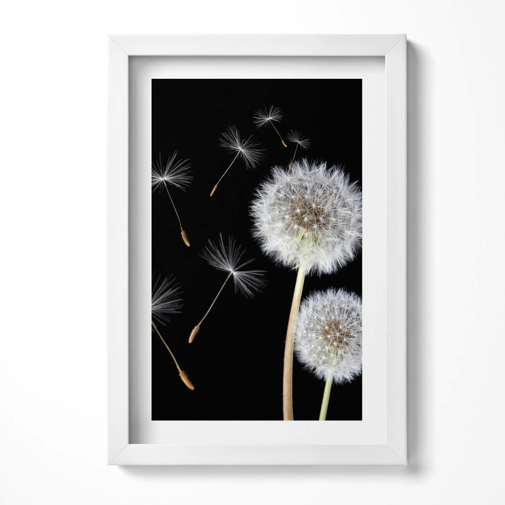 Obraz w ramie Dwa dmuchawce