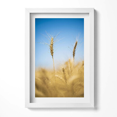 Obraz w ramie Kłosy na tle nieba