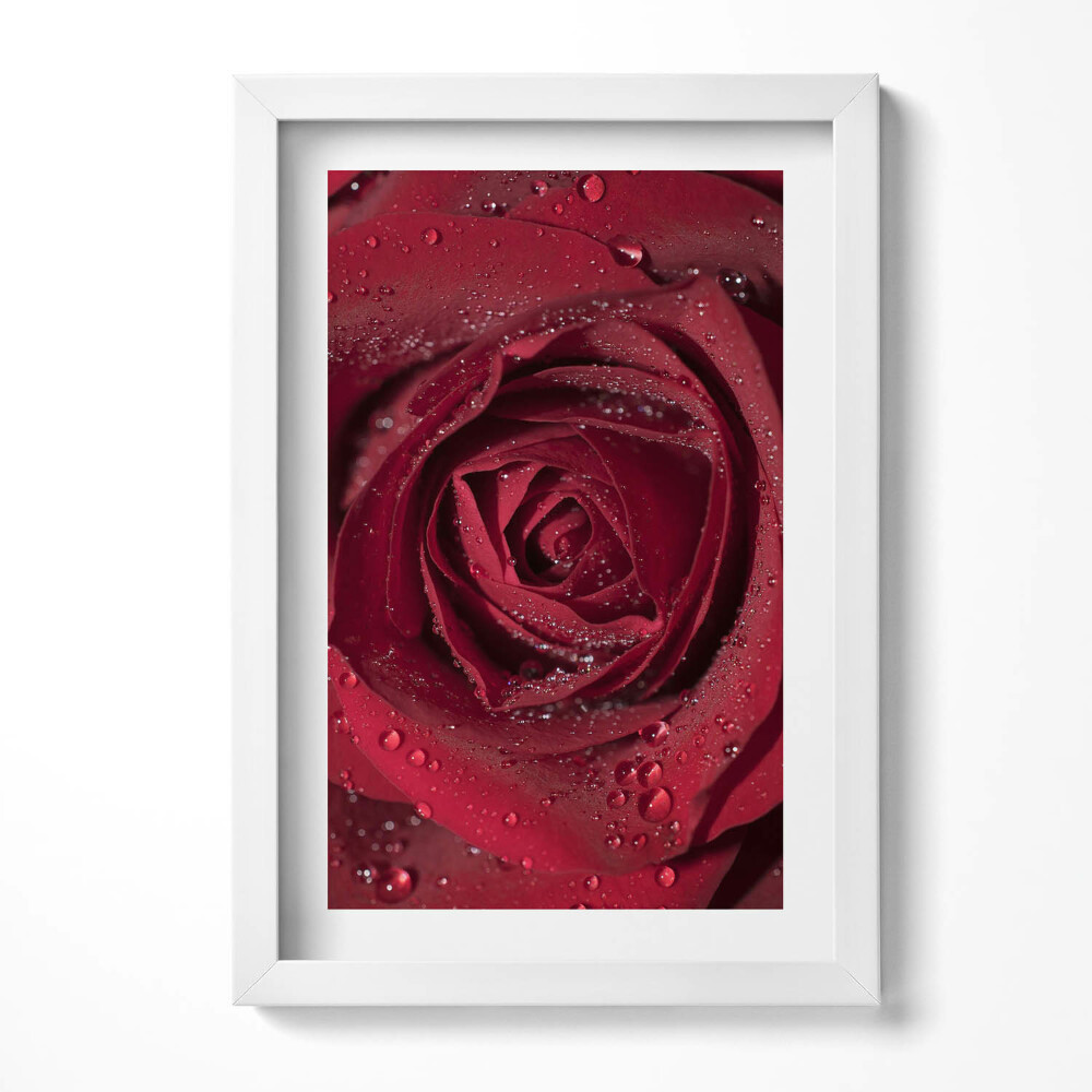 Obraz w ramie Zbliżenie na czerwoną róże w rosie