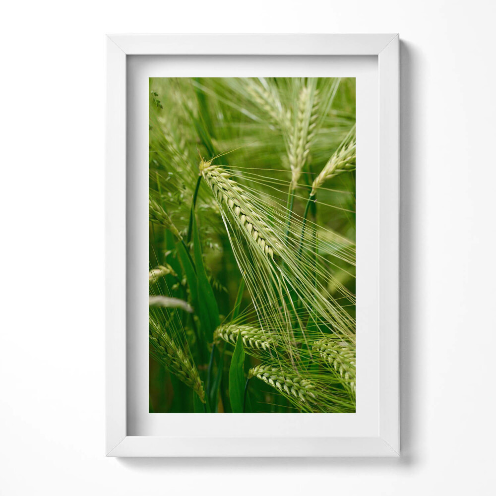 Obraz w ramie Kłosy traw latem