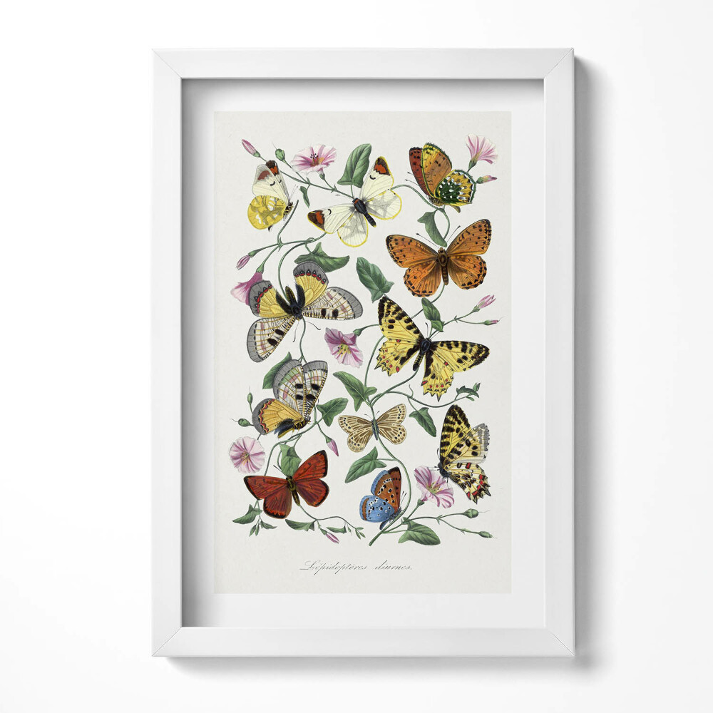 Obraz w ramie Vintage stary plakat motyli