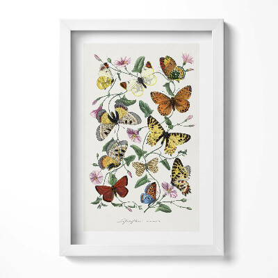 Obraz w ramie Vintage stary plakat motyli
