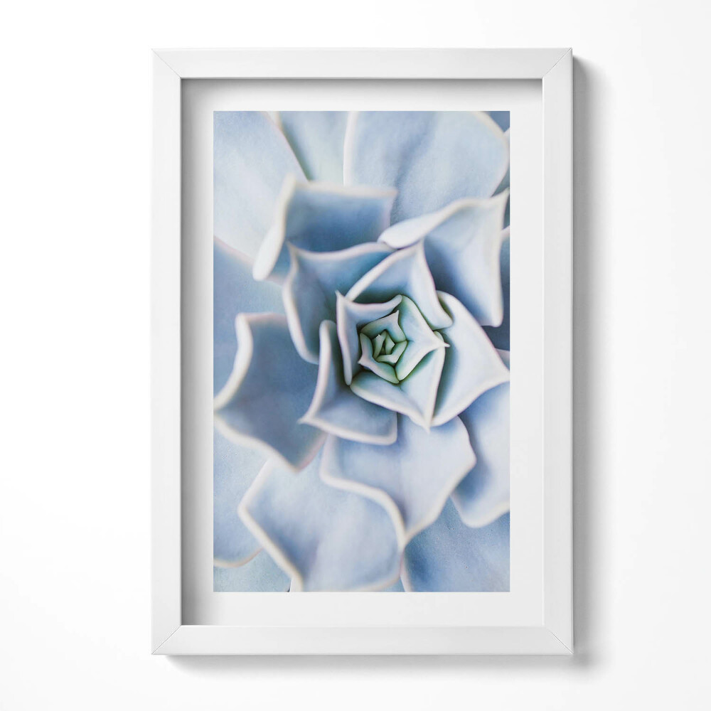 Obraz w ramie Roślina kwiat