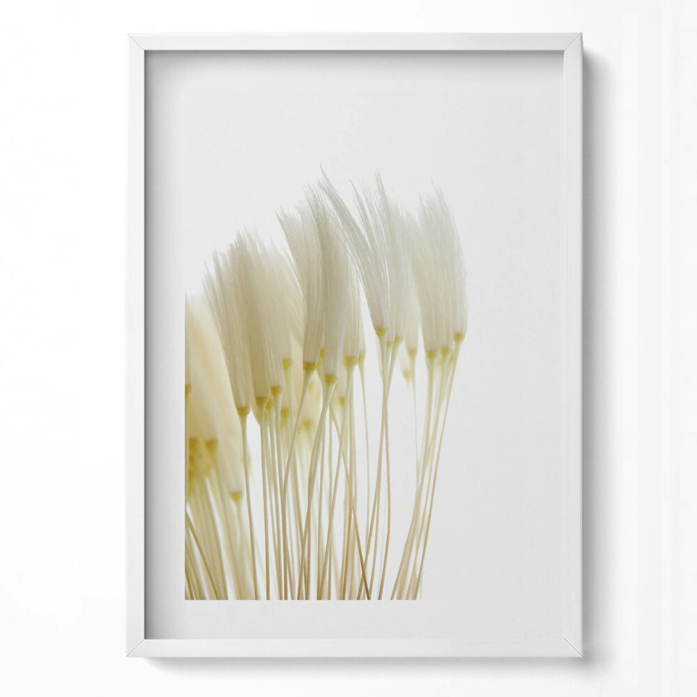 Obraz pionowy Białe delikatne trawy