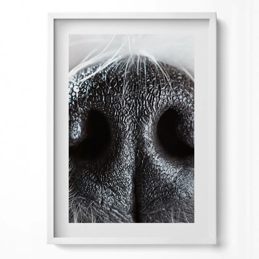 Obraz pionowy Zbliżenie na zwierzęcy nos