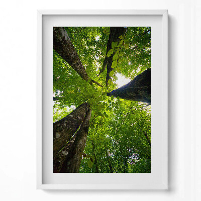 Obraz pionowy Zielone liściaste drzewa