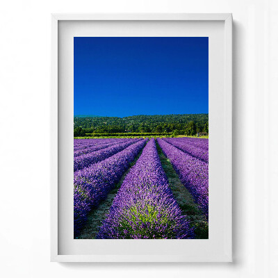 Obraz pionowy Pole lawendy w Prowansji