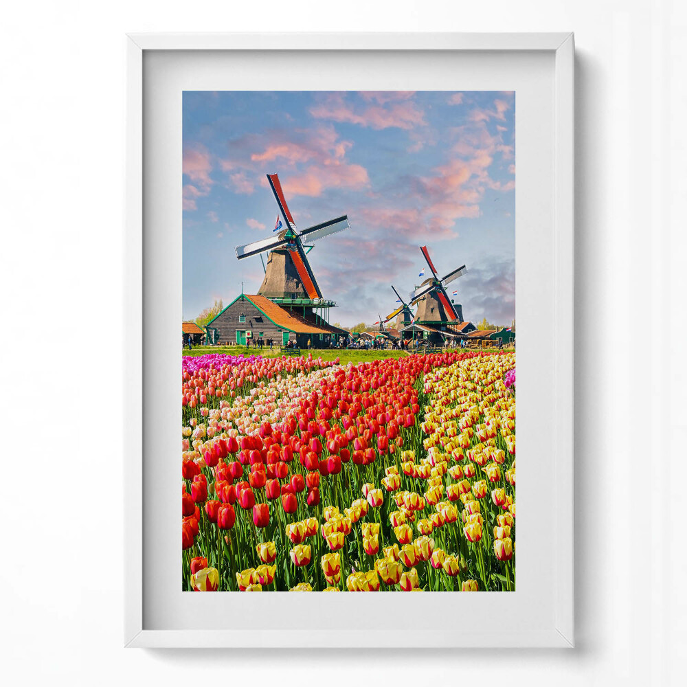 Obraz pionowy Krajobraz z tulipanami Holandia