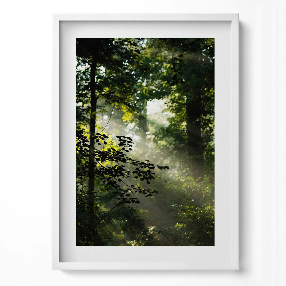 Obraz pionowy Promienie słońca i drzewa