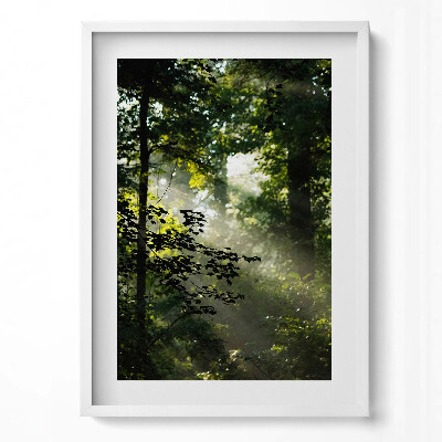 Obraz pionowy Promienie słońca i drzewa