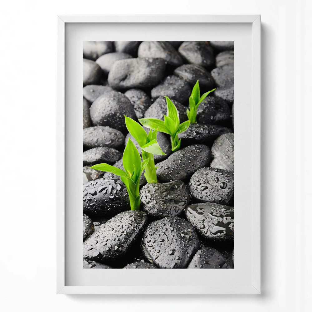 Obraz pionowy Zielone rośliny na mokrych kamieniach