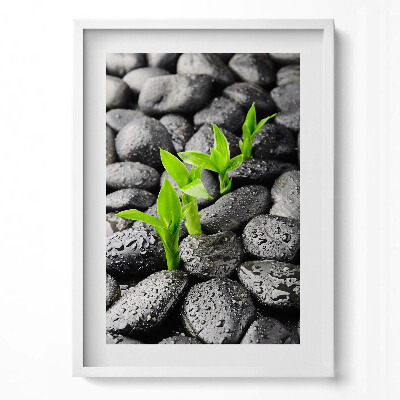 Obraz pionowy Zielone rośliny na mokrych kamieniach