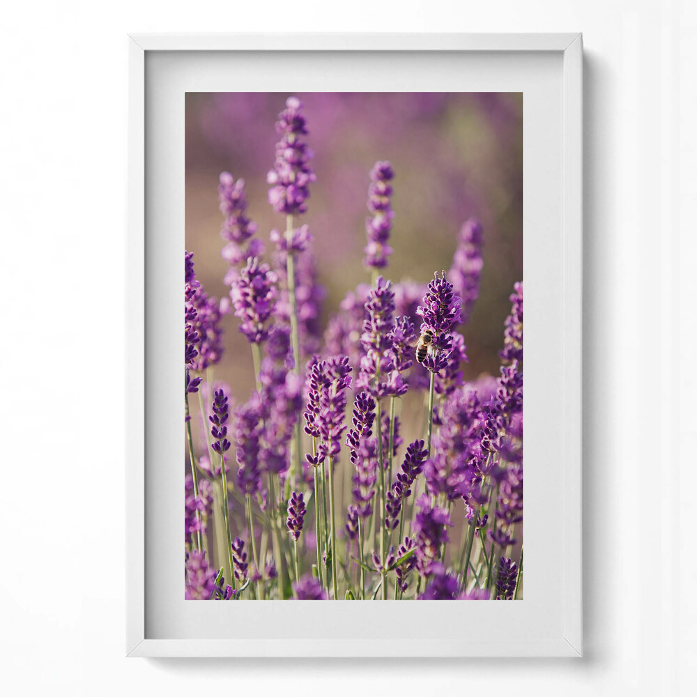Obraz pionowy Łąka kwiatów lawendy