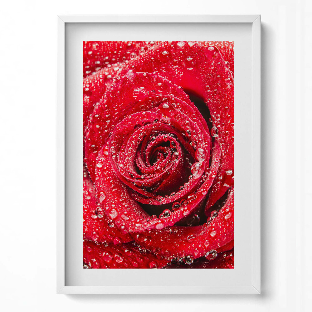 Obraz pionowy Rosa na płatkach czerwonej róży