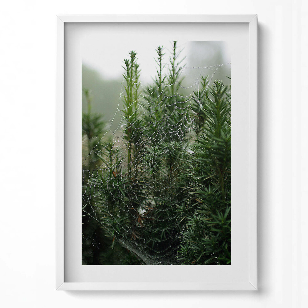 Obraz pionowy Pajęczyna z rosą na drzewie