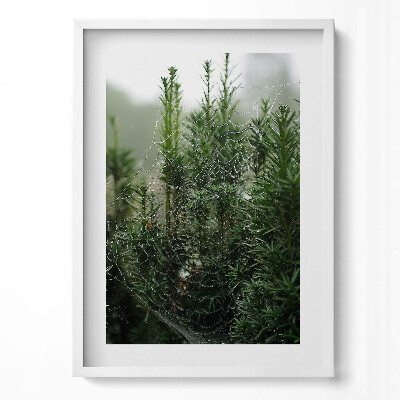 Obraz pionowy Pajęczyna z rosą na drzewie