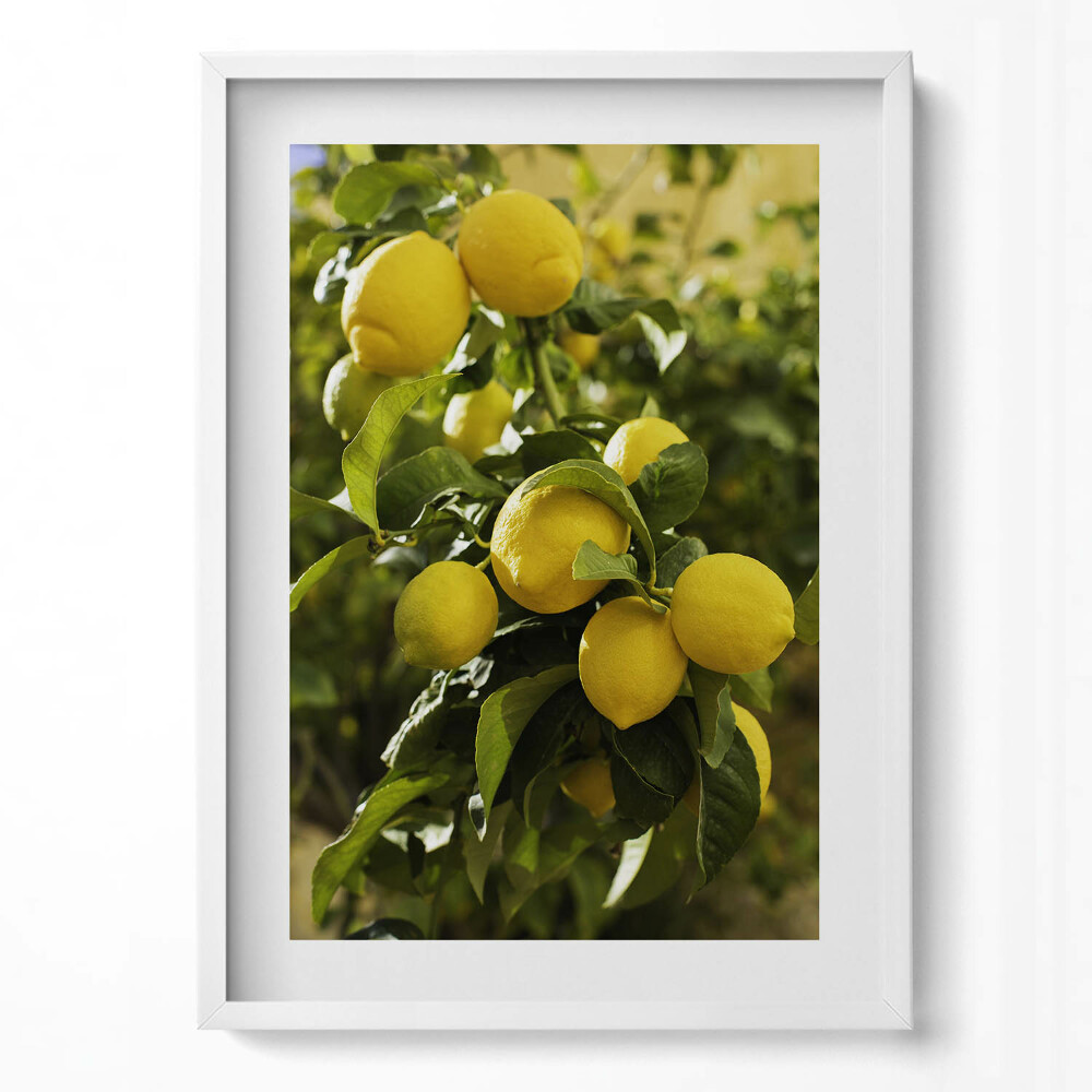 Obraz pionowy Sycylijskie dojrzałe cytryny