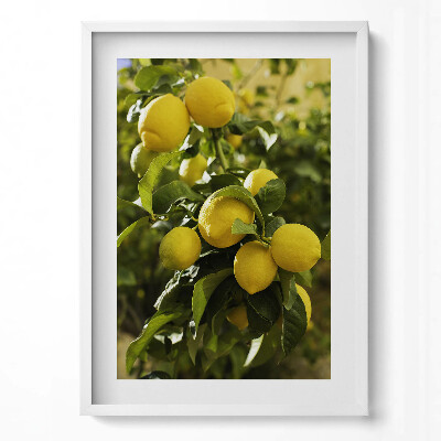 Obraz pionowy Sycylijskie dojrzałe cytryny